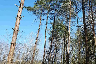 Lichter Föhrenwald - ökologisch wertvoll